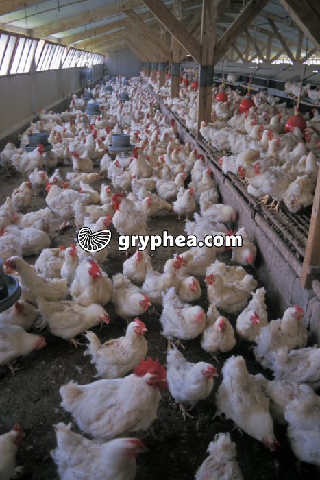 Elevage intensif de poules - gryphea.com